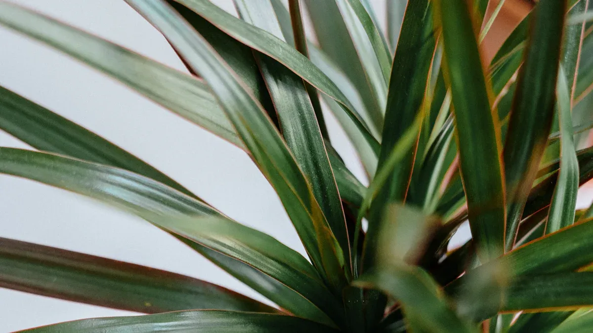 Dracaena Plant: 13 Top Types, How to Grow & Best Care