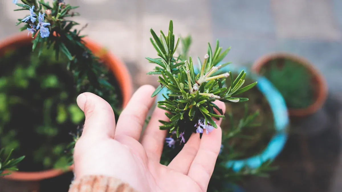 How to Grow Rosemary