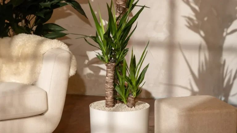 Yucca Plant: Amazing Guide to Care, Sunlight, and 14 Types
