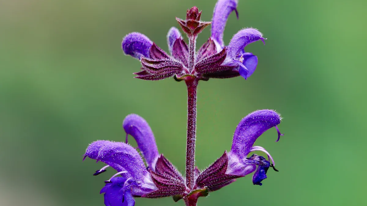Salvia Plant: 10 Spectacular Perennial Flowers for Gardens