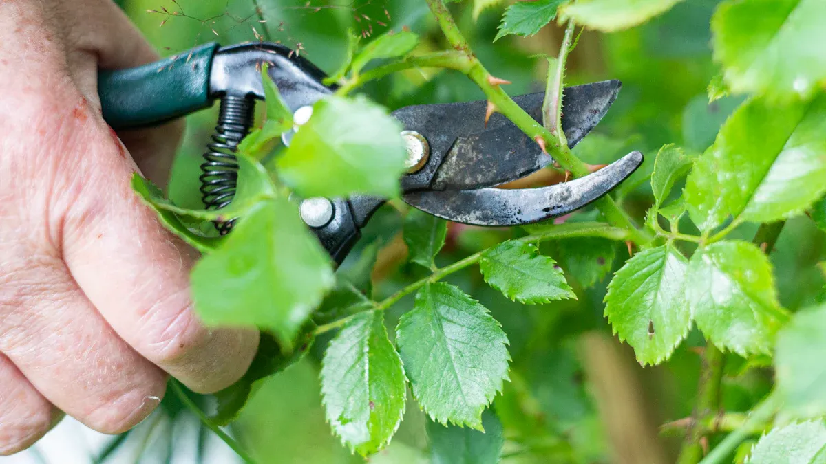 General Timing: When to Prune Roses