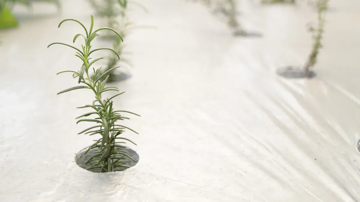 Rosemary Plant Care