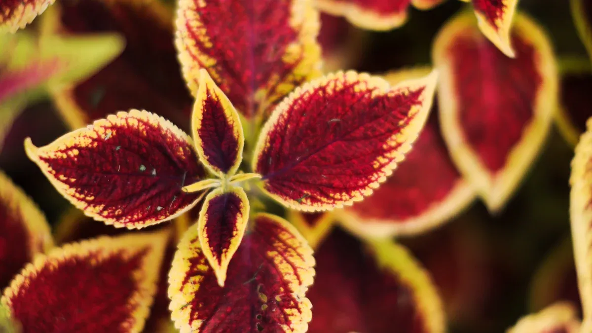 Discover 18 Colorful Coleus Types