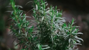 Rosemary Plant: Types, How to Grow & Care