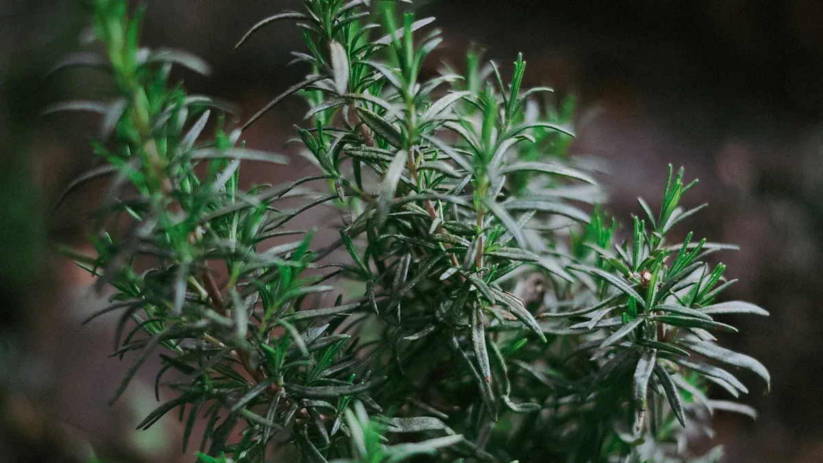 Rosemary Plant: Types, How to Grow & Care
