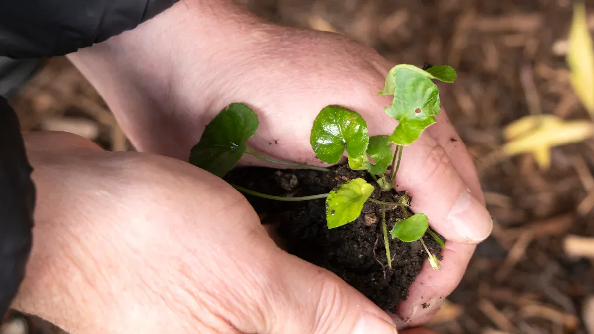 Planting Your Garden: Key Tips