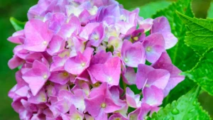 How to Care for Hydrangeas