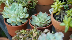 How to Care for Succulents