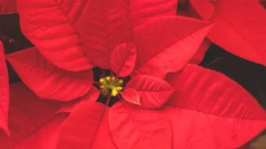 How to Care for a Poinsettia