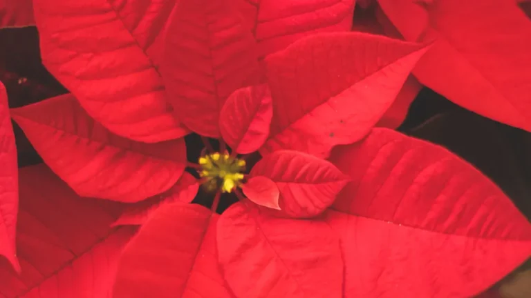 How to Care for a Poinsettia