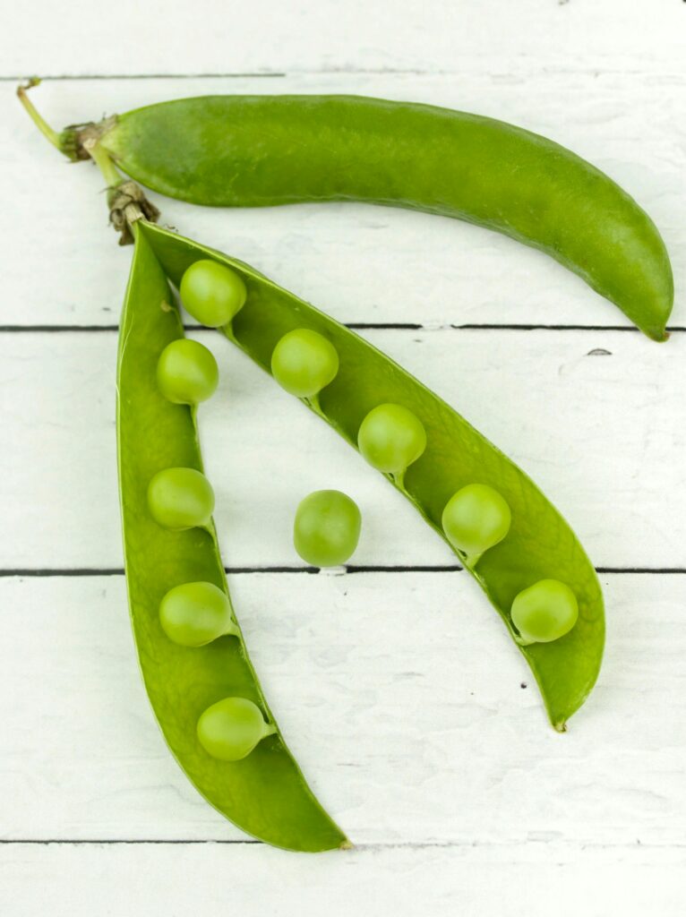 Pea Plant