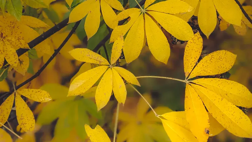 The State Tree of Ohio