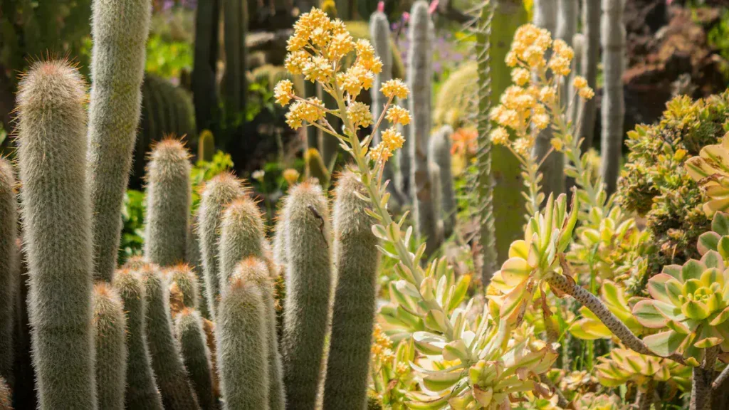 Types of Tall Succulents