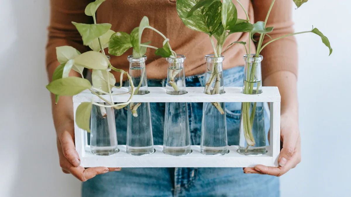 Growing & Propagating Money Plants