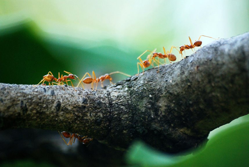 ants infesting cherry trees