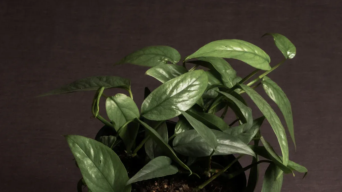 Popular Money Plant Varieties (Pothos)