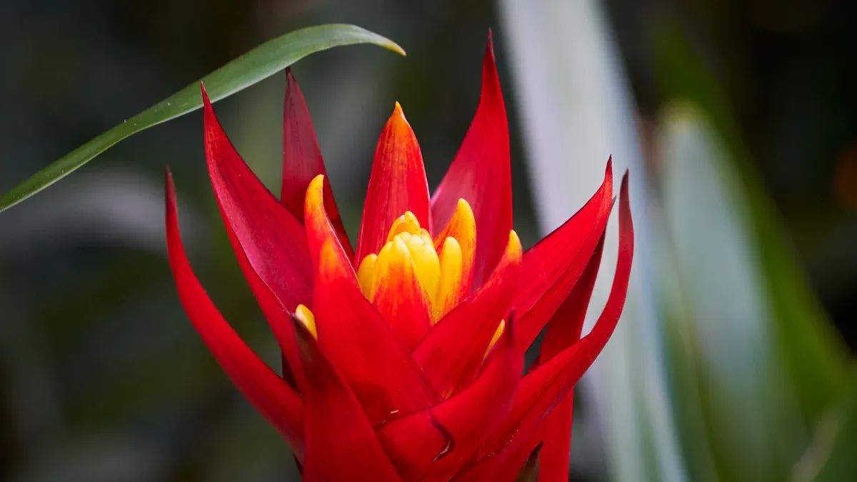Unveiling Exotic Bromeliads