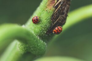 basil bugs ten common organic controls