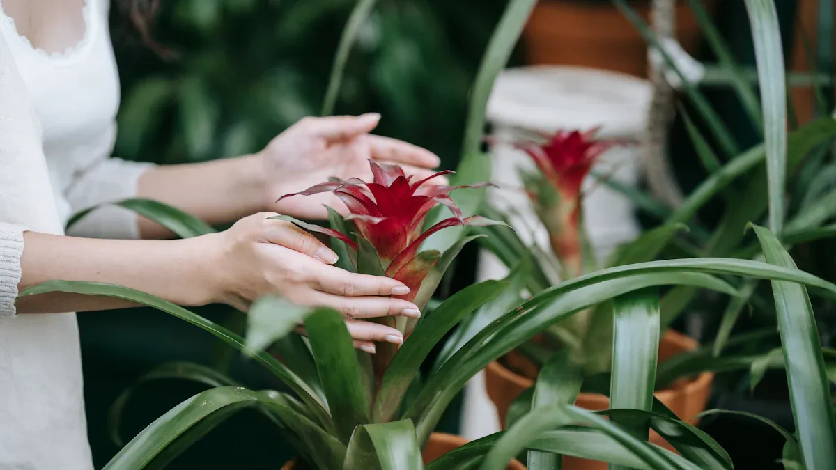 Easy Bromeliad Care Tips