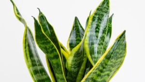 Snake Plant: 12 Essential Care Tips for Vibrant Sansevieria