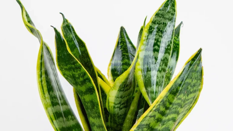 Snake Plant: 12 Essential Care Tips for Vibrant Sansevieria