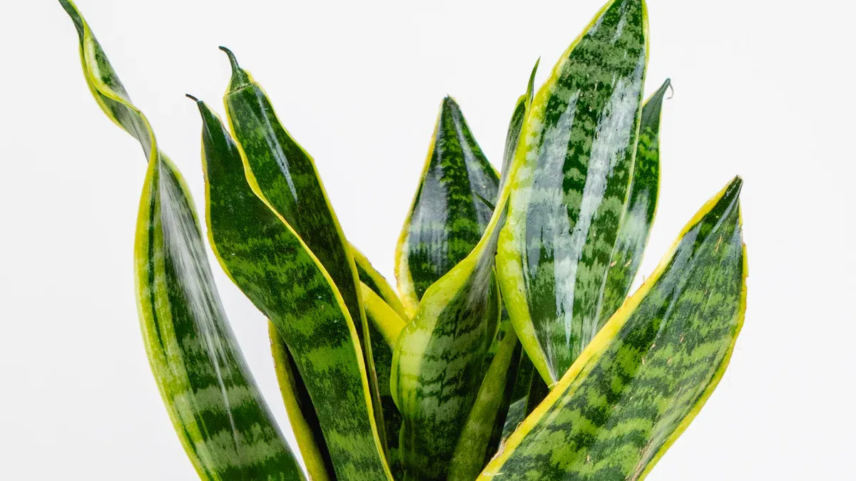 Snake Plant: 12 Essential Care Tips for Vibrant Sansevieria