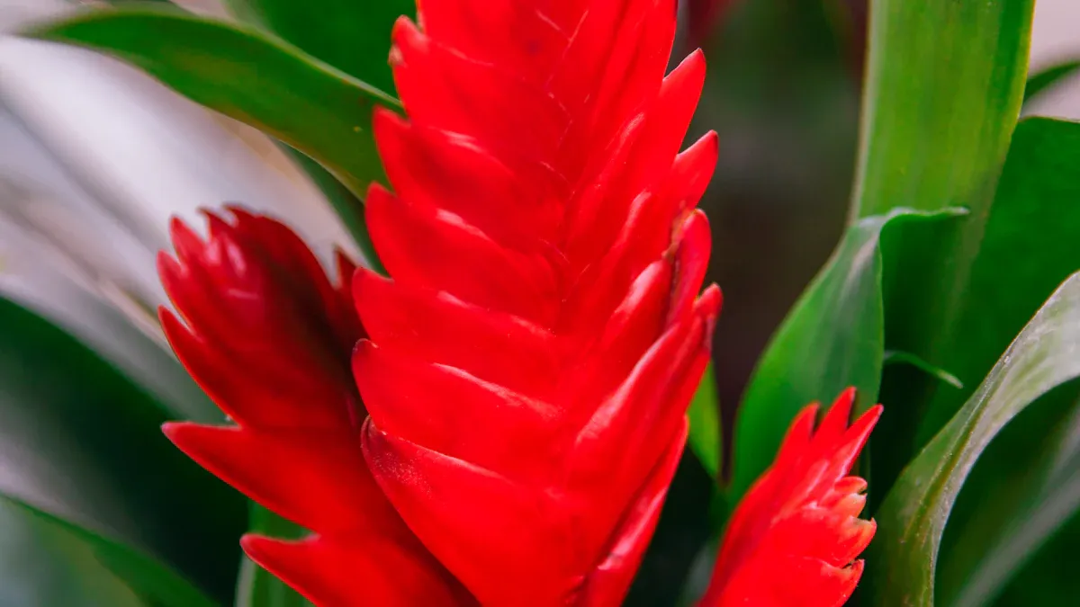 Bromeliad Plant: Exotic Types, How to Grow & Easy Care