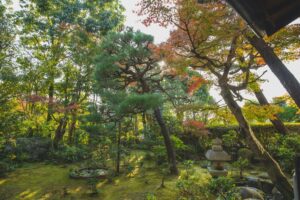 best fertilizers for japanese maples