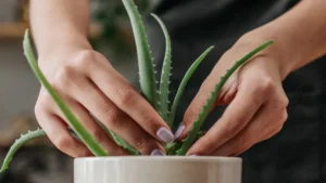 Aloe Vera Plant : How to Care & Growing steps