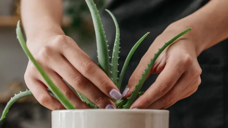 Aloe Vera Plant : How to Care & Growing steps
