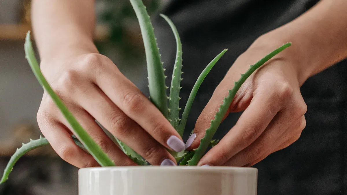 Aloe Vera Plant : How to Care & Growing steps