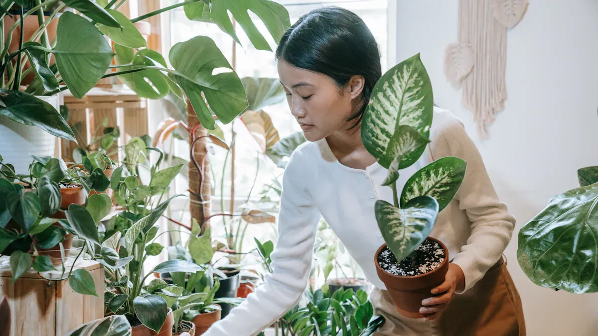 Understanding Basic Houseplant Needs