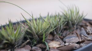 care guide for haworthia cooperi