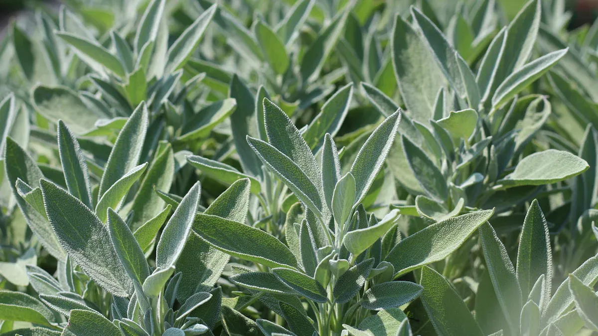 Why Perennial Salvia Thrives in Your Garden