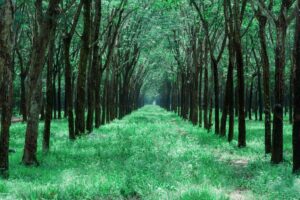 cherokee brave dogwood guide