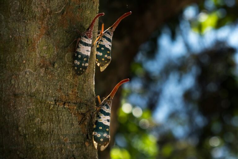 compost can attract wildlife pests