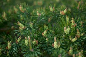 composting pine needles successfully