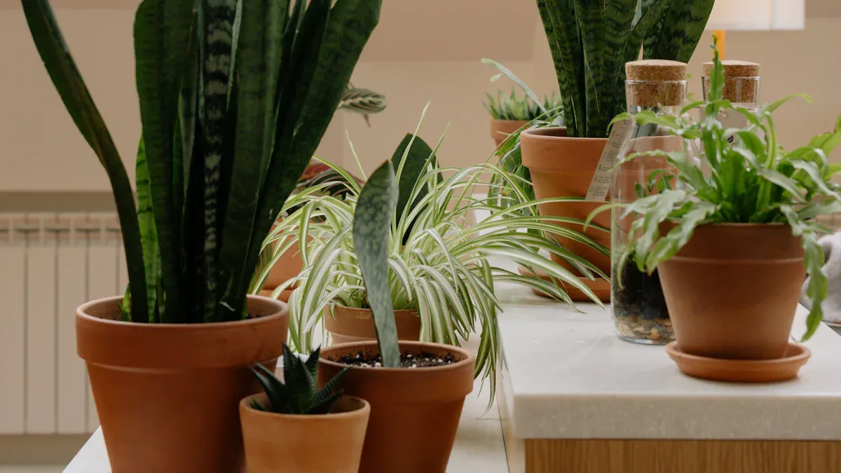 What is a Dracaena Plant?