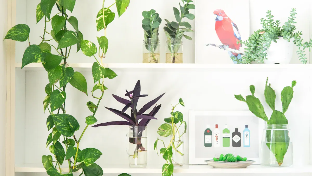 The Appeal of Pothos Plants