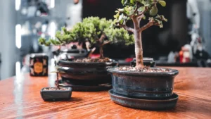 Jade Plant: Easy Cultivation & 14 Simple Pruning Secrets