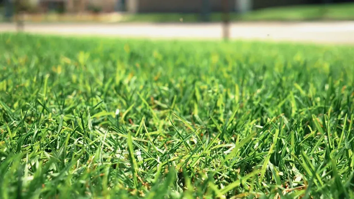 Optimal St. Augustine Mowing Height