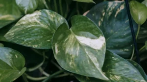 Pothos Plant: 7 Stunning Varieties, Growing & Care