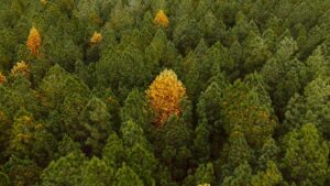 evergreens that keep foliage