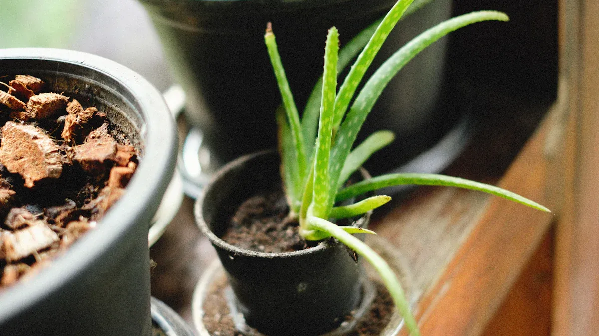Growing and Propagating Your Aloe Vera
