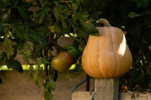 long lived tomato harvest