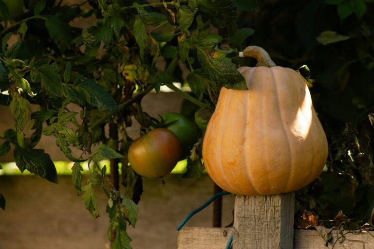 long lived tomato harvest