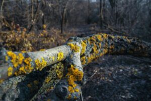magnolia tree fungus identification