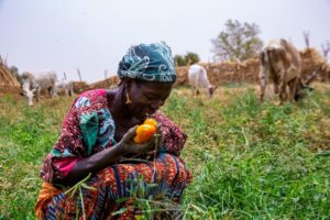 maximizing aquaponic tomato yields