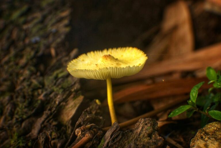 mushroom cultivation expense analysis