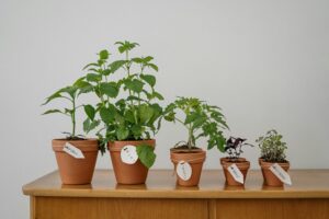 potted oregano care tips